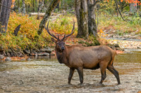 Elk at the Smokies