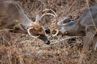 Other Critters of our State