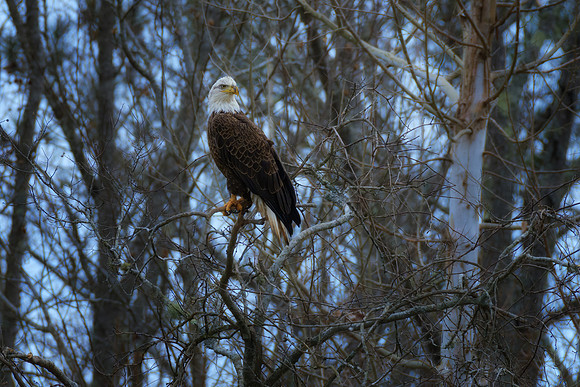 untitled-2149January 24, 2024-Edit-Edit-Edit-2