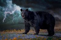 Eastern Black Bears