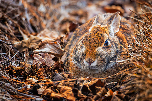Front yard Rabbit