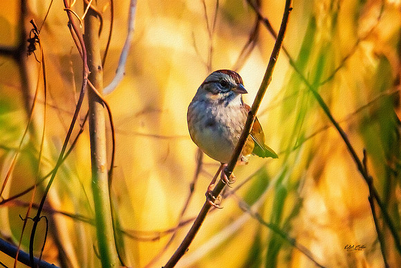 Songbird